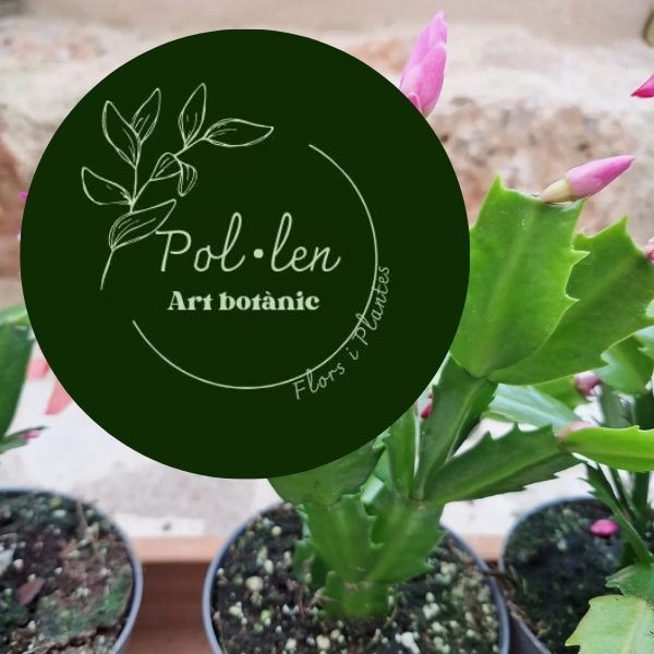 Flores y plantas en SIneu Mallorca
