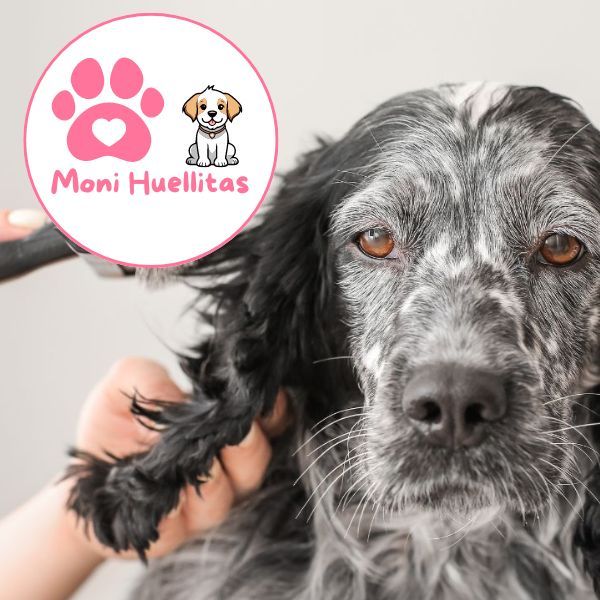 peluqueria canina en mallorca